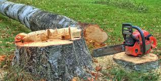 Best Root Management and Removal  in Meadowbrook, CA