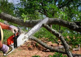 Best Tree Planting  in Meadowbrook, CA