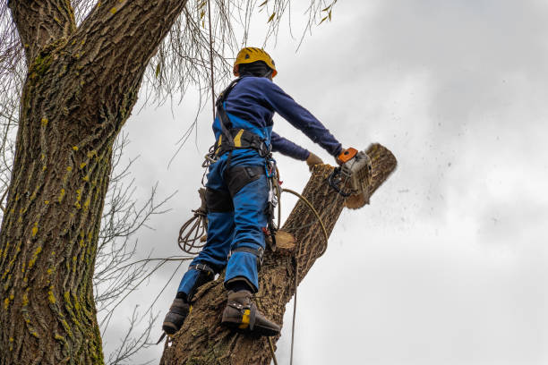Best Root Management and Removal  in Meadowbrook, CA