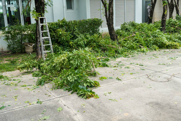 Best Tree Preservation Services  in Meadowbrook, CA