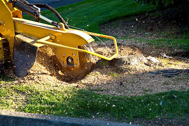 Best Hazardous Tree Removal  in Meadowbrook, CA